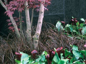 Chelsea Flower Show
